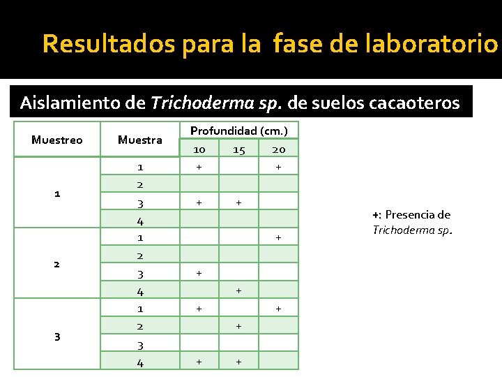 Resultados para la fase de laboratorio Aislamiento de Trichoderma sp. de suelos cacaoteros Muestreo