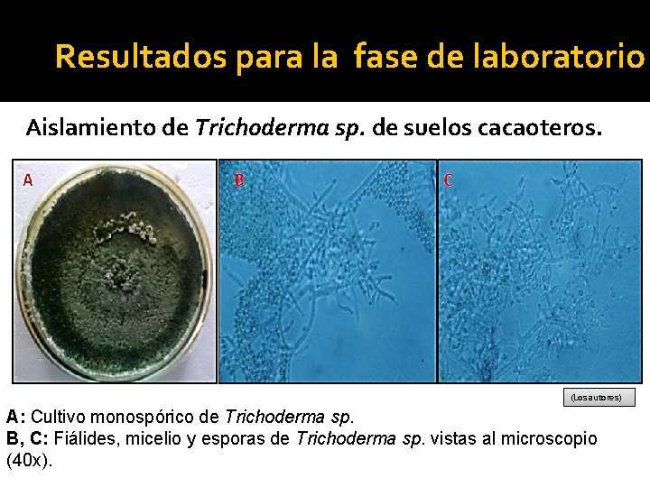 Resultados para la fase de laboratorio Aislamiento de Trichoderma sp. de suelos cacaoteros. (Los