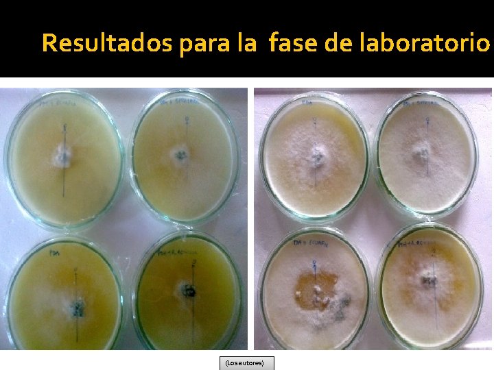 Resultados para la fase de laboratorio (Los autores) 