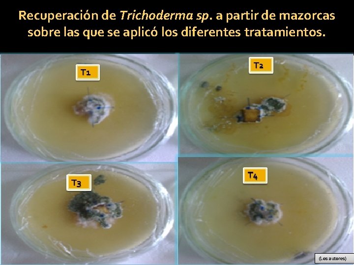 Recuperación de Trichoderma sp. a partir de mazorcas sobre las que se aplicó los