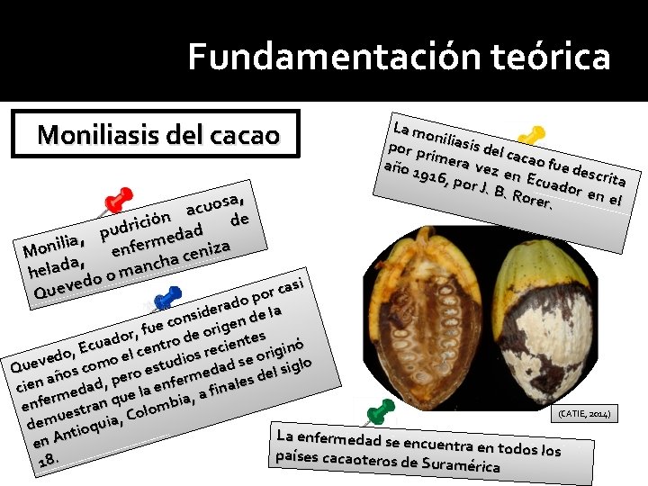 Fundamentación teórica Moniliasis del cacao , a s o u ac n e ó