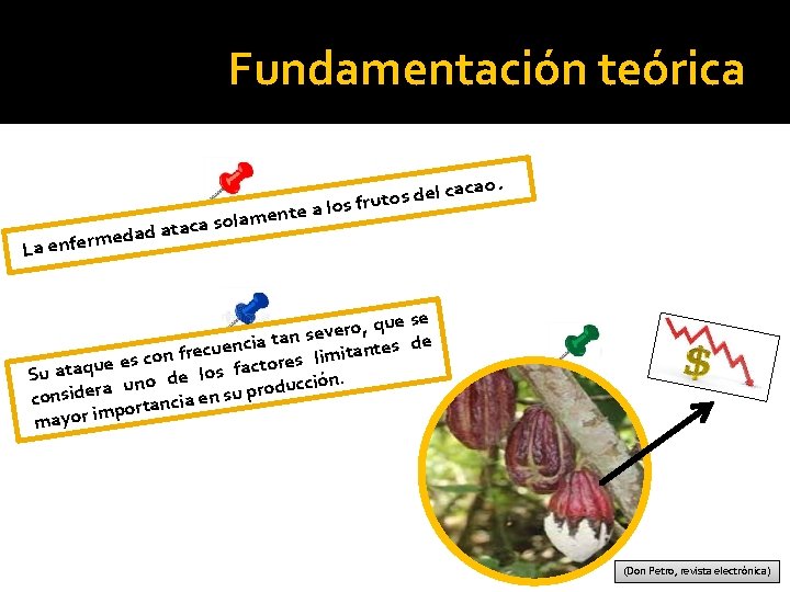 Fundamentación teórica cacao l e d s o t los fru a e t