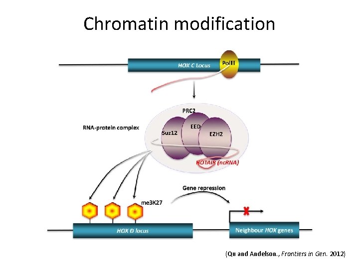 Chromatin modification (Qu and Andelson. , Frontiers in Gen. 2012) 