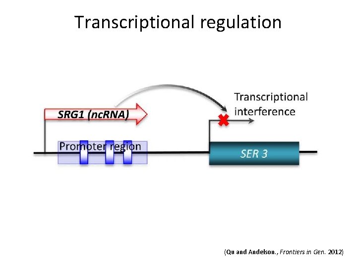 Transcriptional regulation (Qu and Andelson. , Frontiers in Gen. 2012) 