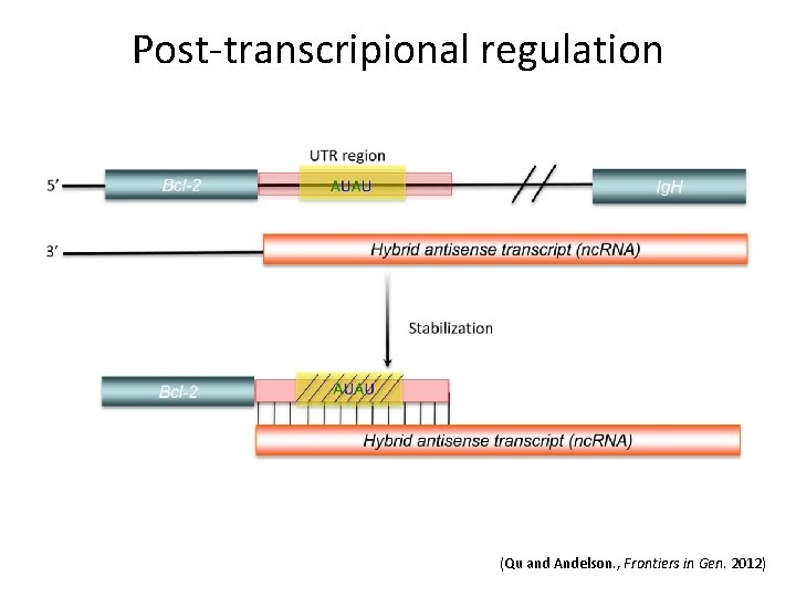 Post-transcripional regulation (Qu and Andelson. , Frontiers in Gen. 2012) 