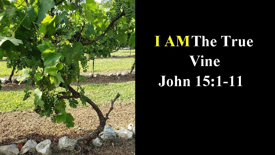 I AM The True Vine John 15: 1 -11 