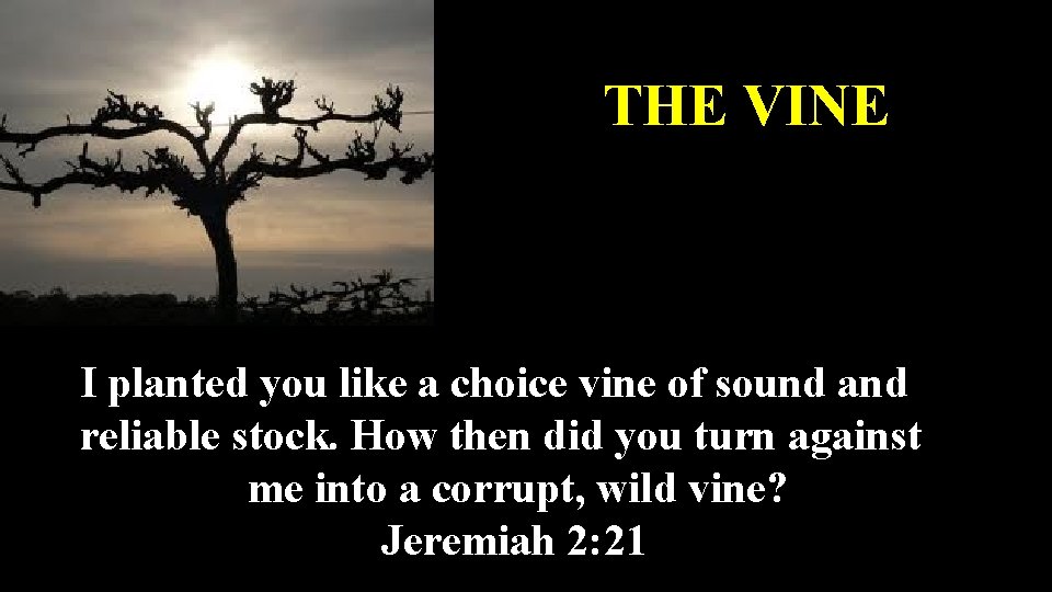 THE VINE I planted you like a choice vine of sound and reliable stock.