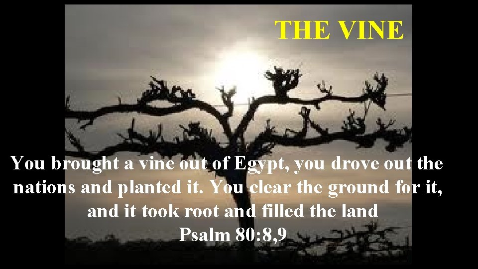 THE VINE You brought a vine out of Egypt, you drove out the nations