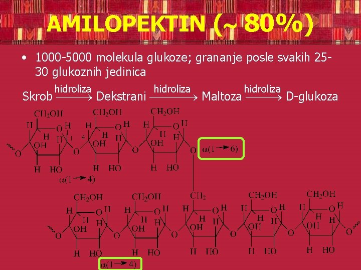 AMILOPEKTIN ( 80%) • 1000 -5000 molekula glukoze; grananje posle svakih 2530 glukoznih jedinica