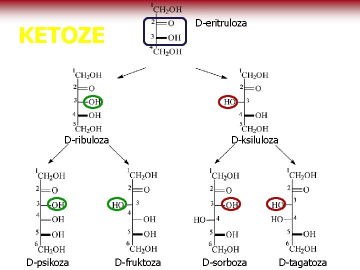 D-eritruloza KETOZE D-ribuloza D-psikoza D-ksiluloza D-fruktoza D-sorboza D-tagatoza 