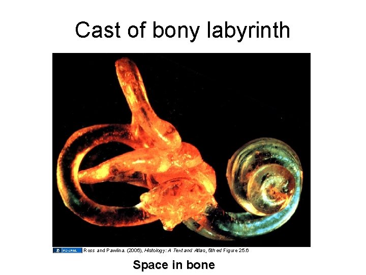 Cast of bony labyrinth Ross and Pawlina. (2006), Histology: A Text and Atlas, 5