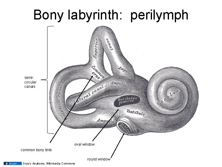Bony labyrinth: perilymph semicircular canals oval window common bony limb round window Gray’s Anatomy, Bony labyrinth: perilymph semicircular canals oval window common bony limb round window Gray’s Anatomy,
