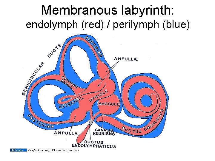 Membranous labyrinth: endolymph (red) / perilymph (blue) Gray’s Anatomy, Wikimedia Commons 