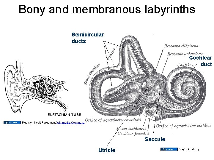 Bony and membranous labyrinths Semicircular ducts Cochlear duct Pearson Scott Foresman, Wikimedia Commons Saccule