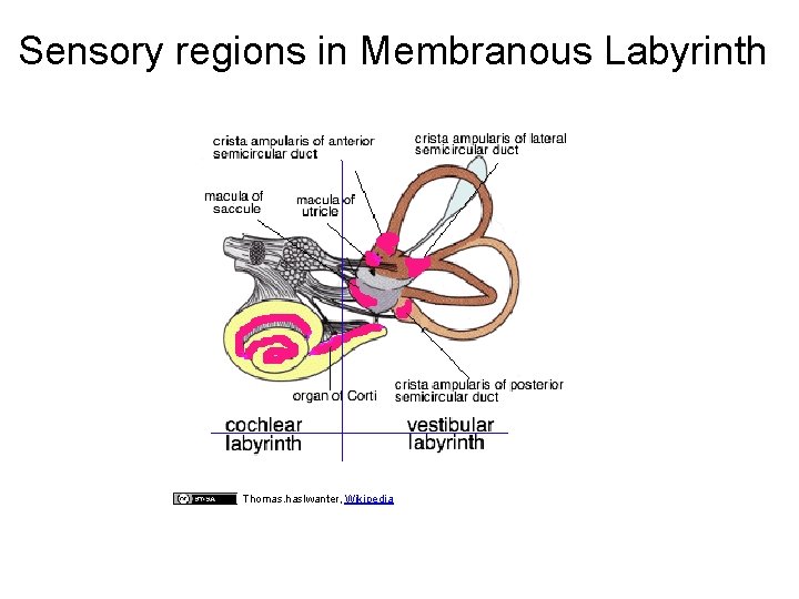 Sensory regions in Membranous Labyrinth Thomas. haslwanter, Wikipedia 