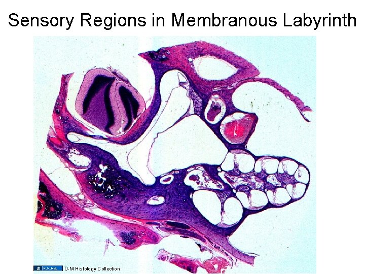 Sensory Regions in Membranous Labyrinth U-M Histology Collection 