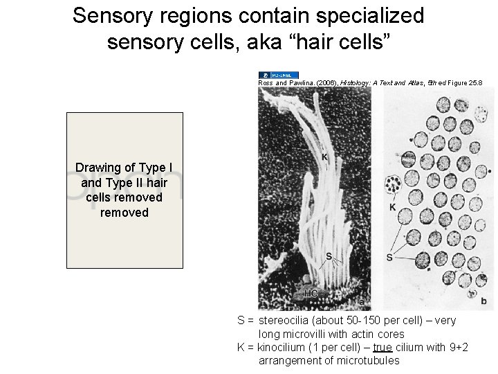 Sensory regions contain specialized sensory cells, aka “hair cells” Ross and Pawlina. (2006), Histology: