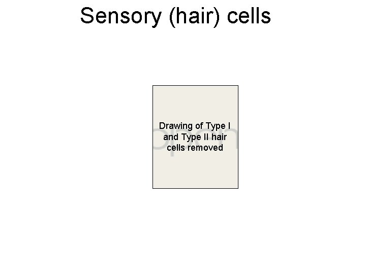 Sensory (hair) cells Drawing of Type I and Type II hair cells removed 