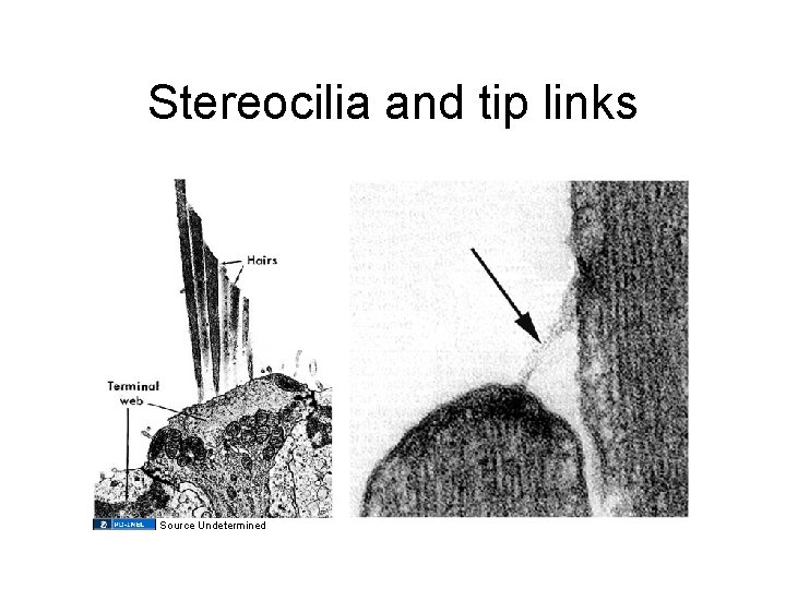 Stereocilia and tip links Source Undetermined 