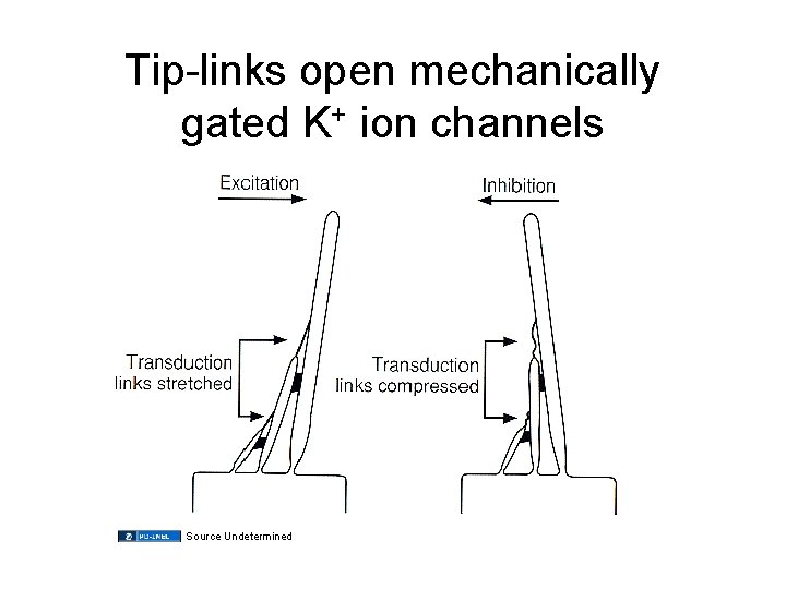 Tip-links open mechanically gated K+ ion channels Source Undetermined 