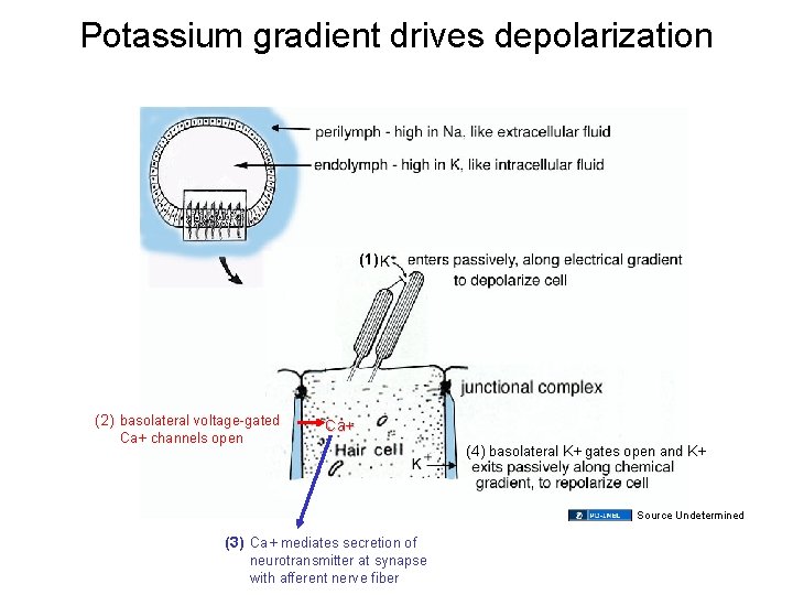 Potassium gradient drives depolarization (1) (2) basolateral voltage-gated Ca+ channels open Ca+ (4) basolateral