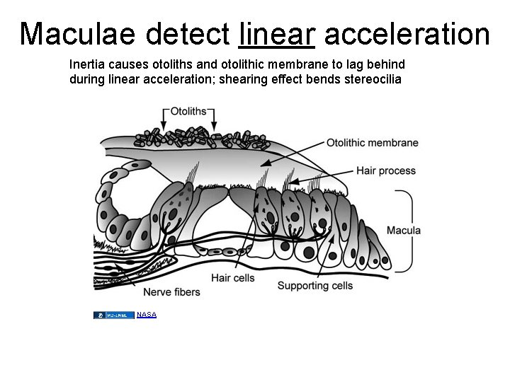 Maculae detect linear acceleration Inertia causes otoliths and otolithic membrane to lag behind during