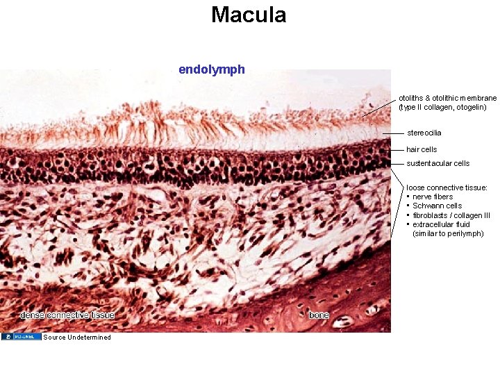 Macula endolymph otoliths & otolithic membrane (type II collagen, otogelin) stereocilia hair cells sustentacular