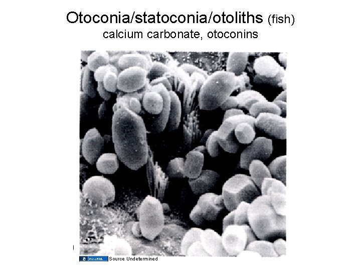 Otoconia/statoconia/otoliths (fish) calcium carbonate, otoconins Source Undetermined 