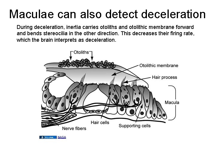 Maculae can also detect deceleration During deceleration, inertia carries otoliths and otolithic membrane forward