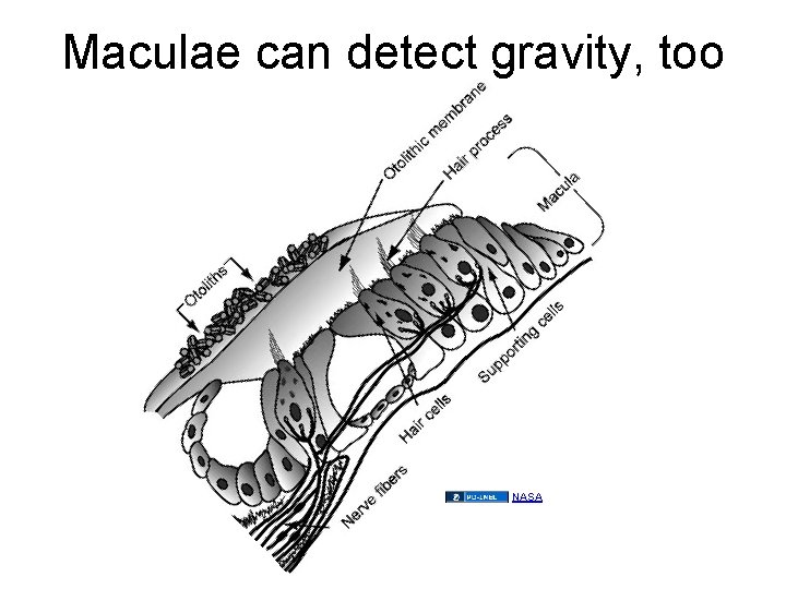 Maculae can detect gravity, too NASA 