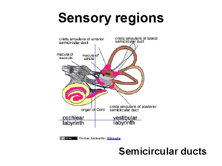 Sensory regions Thomas. haslwanter, Wikipedia Semicircular ducts 