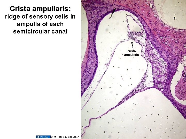 Crista ampullaris: ridge of sensory cells in ampulla of each semicircular canal crista ampularis