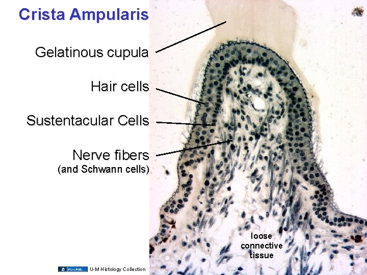 Crista Ampularis Gelatinous cupula Hair cells Sustentacular Cells Nerve fibers (and Schwann cells) loose