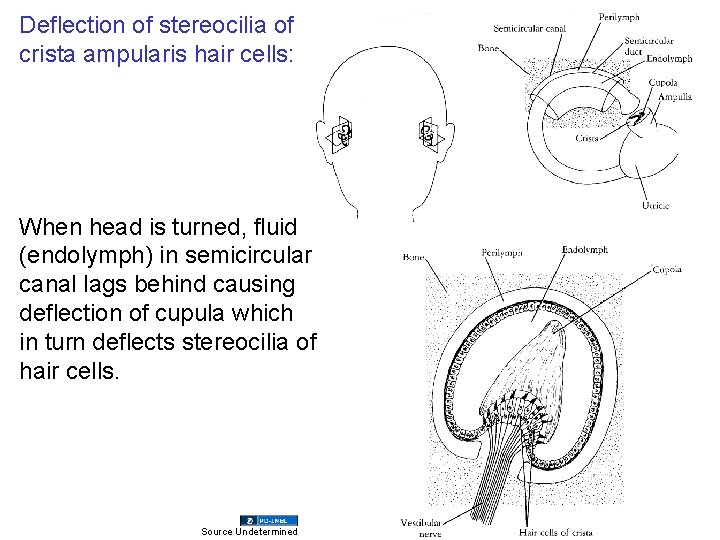 Deflection of stereocilia of crista ampularis hair cells: When head is turned, fluid (endolymph)