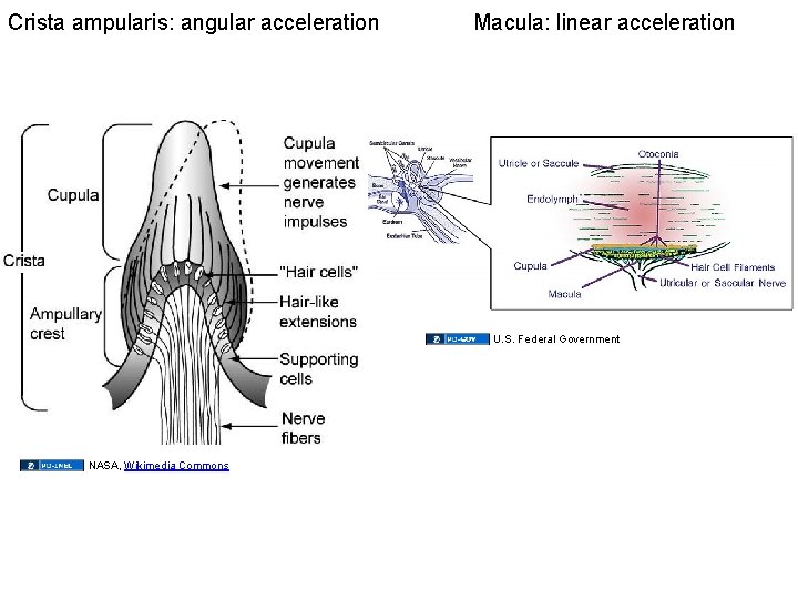 Crista ampularis: angular acceleration Macula: linear acceleration U. S. Federal Government NASA, Wikimedia Commons