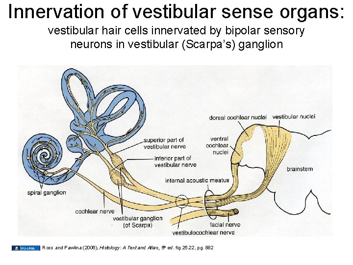 Innervation of vestibular sense organs: vestibular hair cells innervated by bipolar sensory neurons in