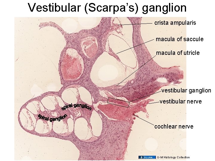 Vestibular (Scarpa’s) ganglion crista ampularis macula of saccule macula of utricle vestibular ganglion vestibular