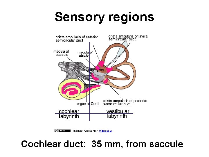 Sensory regions Thomas. haslwanter, Wikipedia Cochlear duct: 35 mm, from saccule 