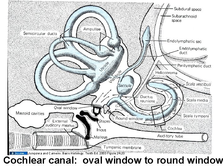 Junquiera and Carneiro. Basic Histology. Tenth Ed. 2003 Figure 24. 20 Cochlear canal: oval