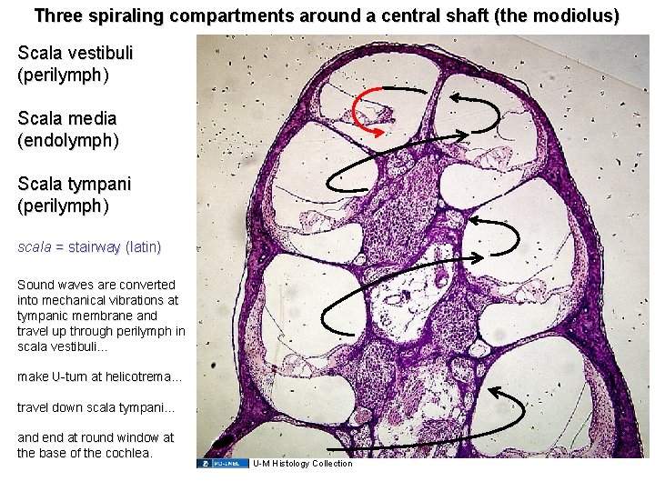 Three spiraling compartments around a central shaft (the modiolus) Scala vestibuli (perilymph) Scala media