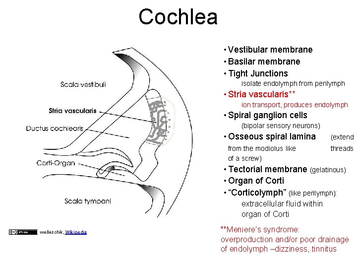 Cochlea • Vestibular membrane • Basilar membrane • Tight Junctions isolate endolymph from perilymph