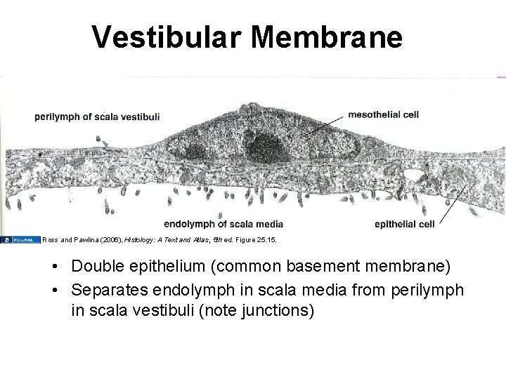 Vestibular Membrane Ross and Pawlina (2006), Histology: A Text and Atlas, 5 th ed.
