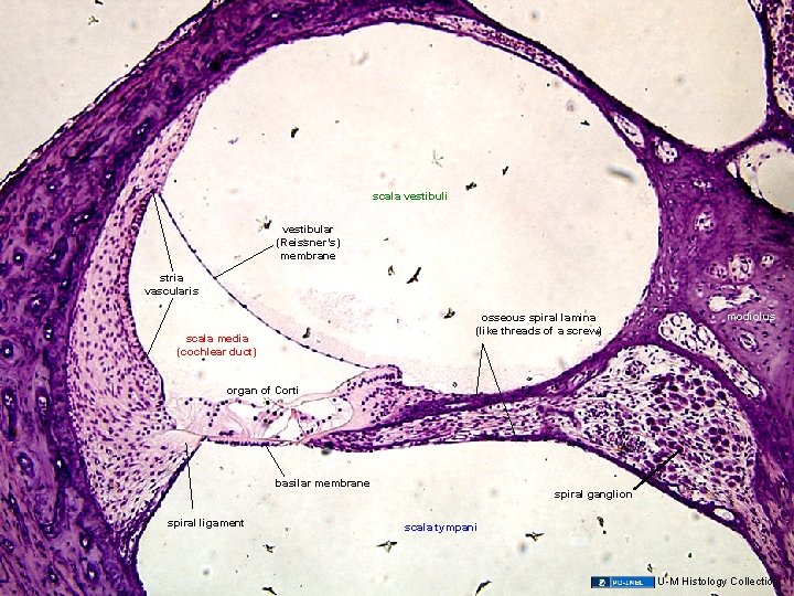 scala vestibuli vestibular (Reissner’s) membrane stria vascularis osseous spiral lamina (like threads of a