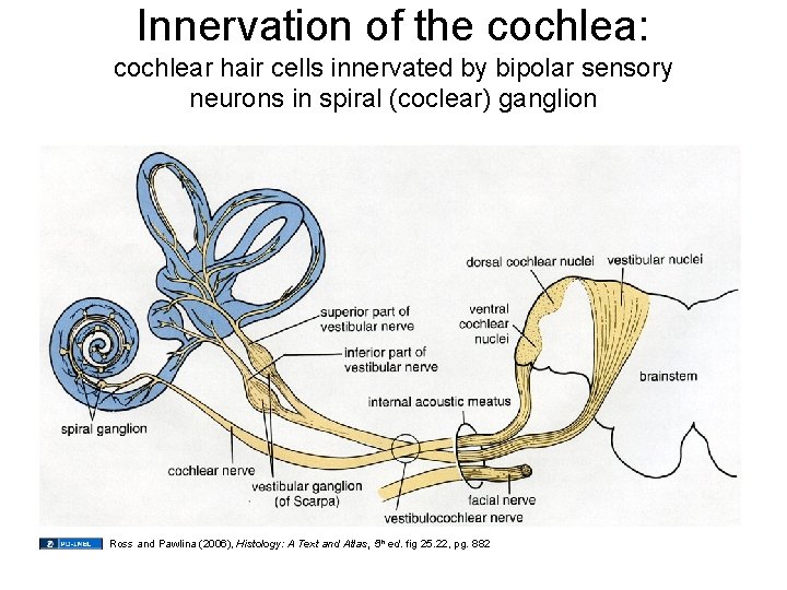 Innervation of the cochlea: cochlear hair cells innervated by bipolar sensory neurons in spiral