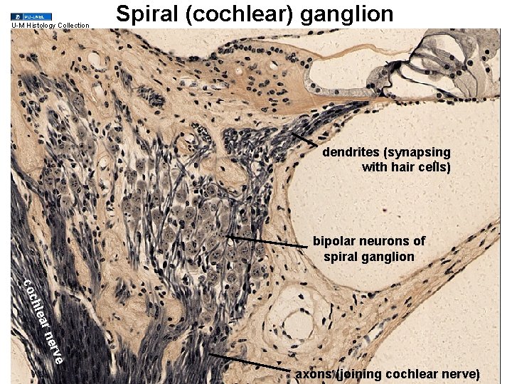 U-M Histology Collection Spiral (cochlear) ganglion dendrites (synapsing with hair cells) bipolar neurons of