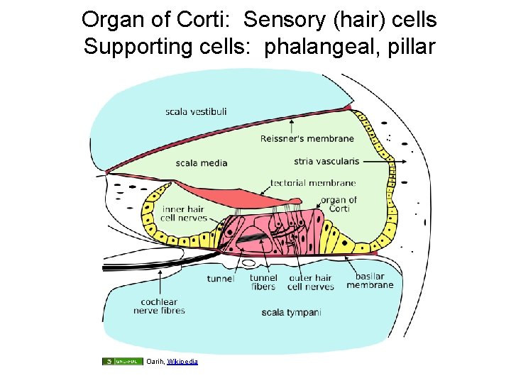 Organ of Corti: Sensory (hair) cells Supporting cells: phalangeal, pillar Oarih, Wikipedia 