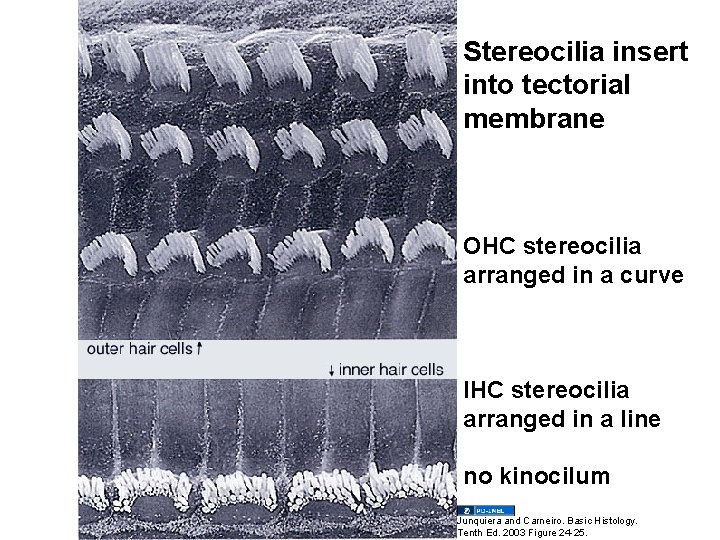Stereocilia insert into tectorial membrane OHC stereocilia arranged in a curve IHC stereocilia arranged