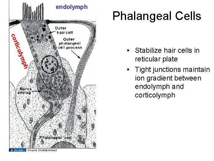 endolymph ph lym tico cor Source Undetermined Phalangeal Cells • Stabilize hair cells in