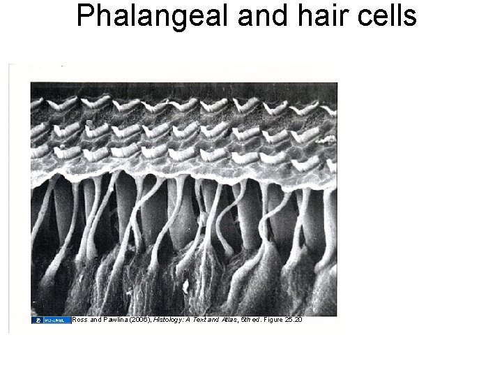 Phalangeal and hair cells Ross and Pawlina (2006), Histology: A Text and Atlas, 5