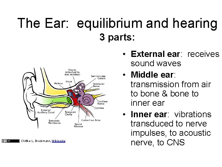 The Ear: equilibrium and hearing 3 parts: Chittka L, Brockmann, Wikipedia • External ear: